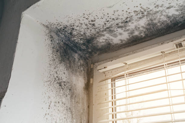 Affordable Attic Mold Remediation solutions in Higgins Lake, MI
