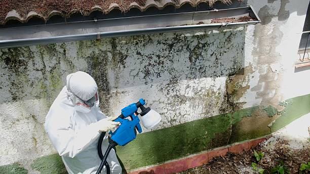 Top rated local Attic Mold Remediation specialists in Higgins Lake, MI